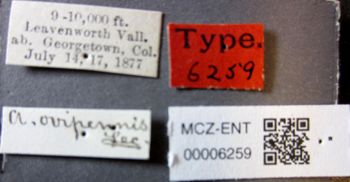 Media type: image;   Entomology 6259 Aspect: labels